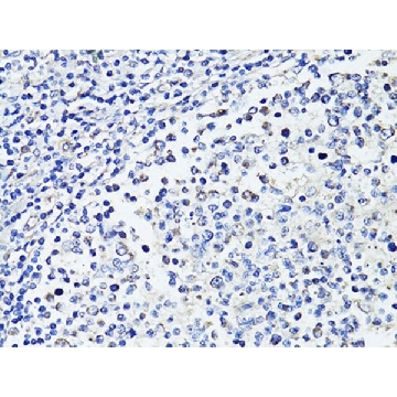 Anti-CD86 antibody produced in rabbit，100UL，SAB5700710-100UL，Sigma