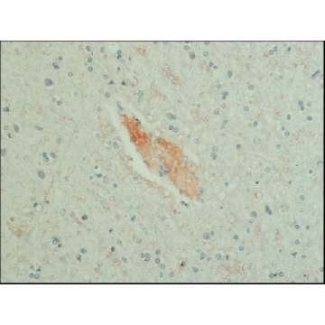 单克隆抗- GABA 小鼠抗，100UL，A0310-100UL，Sigma