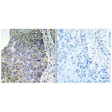 Anti-NEK7 antibody produced in rabbit，100UG，SAB4500475-100UG，Sigma
