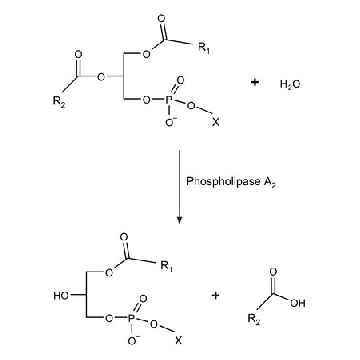 磷脂酶 A  2 from honey bee venom (Apis mellifera)，5MG，P9279-5MG，Sigma