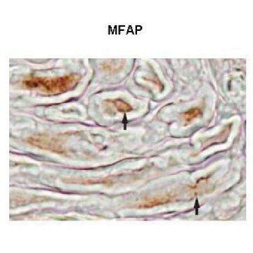 Anti-MFAP4 antibody produced in rabbit，100UL，SAB2101472-100UL，Sigma