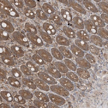 Anti-PUSL1 antibody produced in rabbit，100UL，HPA032057-100UL，Sigma