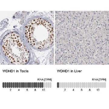 Anti-WDHD1 antibody produced in rabbit，100UL，HPA001122-100UL，Sigma