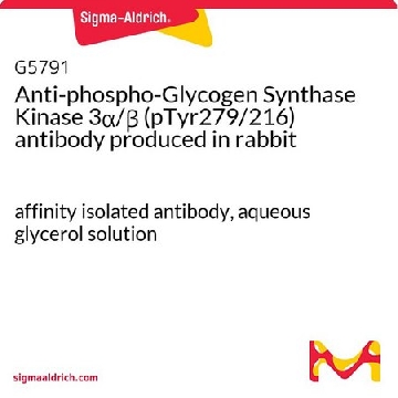 Anti-phospho-Glycogen Synthase Kinase 3α/β (pTyr279/216) antibody produced in rabbit，50UG，G5791-50UG，Sigma