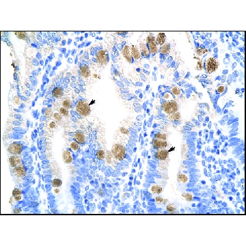 Anti-TEAD3 (AB2) antibody produced in rabbit，100UL，AV38278-100UL，Sigma