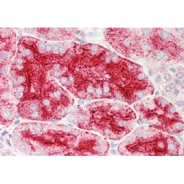 Anti-CHMP4B antibody produced in rabbit，100UL，SAB2105902-100UL，Sigma
