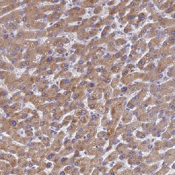 Anti-LBX2 antibody produced in rabbit，100UL，HPA044257-100UL，Sigma