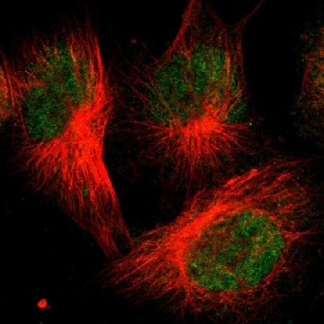 Anti-FBXO3 antibody produced in rabbit，100UL，HPA002467-100UL，Sigma