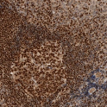 Anti-C8orf76 antibody produced in rabbit，100UL，HPA023708-100UL，Sigma