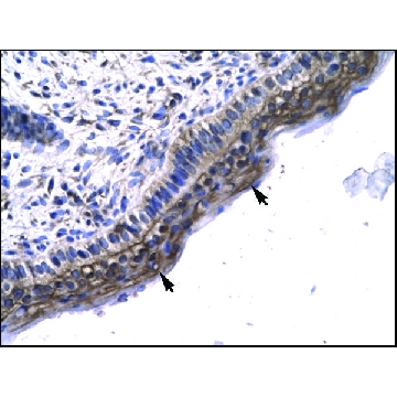 Anti-LEF1 (AB1) antibody produced in rabbit，100UL，AV32404-100UL，Sigma