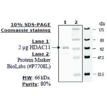 HDAC-11 human，50UG，SRP0113-50UG，Sigma