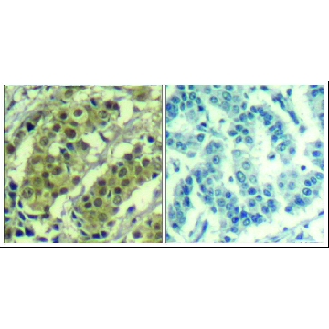 Anti-AKT1 (Ab-450) antibody produced in rabbit，100UG，SAB4300575-100UG，Sigma