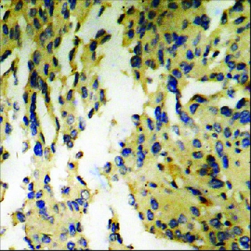Anti-phospho-GRK2 (pSer⁶⁸⁵) antibody produced in rabbit，100UG，SAB4504682-100UG，Sigma