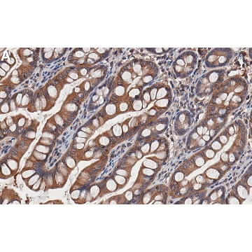Anti-ALIX/PDCD6IP Antibody, clone 1D11 ZooMAb® Rabbit Monoclonal，25UL，ZRB1947-25UL，Sigma