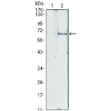 Monoclonal Anti-EPO antibody produced in mouse，100UL，SAB5300475-100UL，Sigma