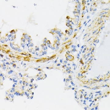 Anti-Cytochrome C antibody produced in rabbit，100UL，SAB5700730-100UL，Sigma