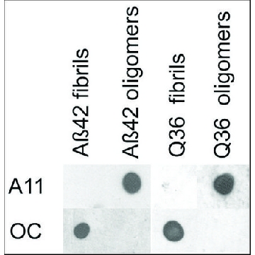 Anti-APP antibody produced in rabbit，100UL，SAB5200113-100UL，Sigma