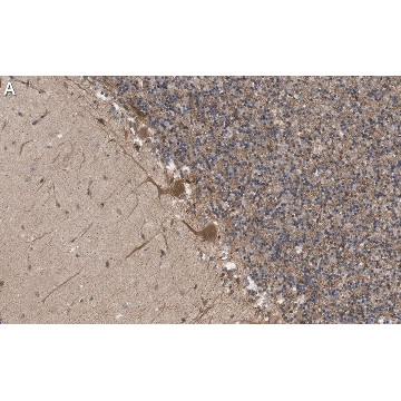 Anti-PCP4 Antibody, clone 1C4-H2 ZooMAb® Rabbit Monoclonal，25UL，ZRB1732-25UL，Sigma