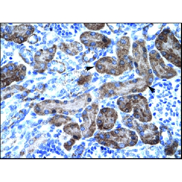 抗TRIM31 兔抗，100UL，AV34717-100UL，Sigma