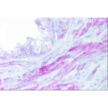 Anti-TRPM8, (N-terminal) antibody produced in rabbit，100UL，SAB2104241-100UL，Sigma
