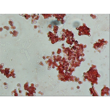 抗山羊 IgG（全分子）-过氧化物酶 兔抗，2ML，A8919-2ML，Sigma