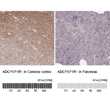 Anti-ADCYAP1R1 antibody produced in rabbit，100UL，HPA049877-100UL，Sigma