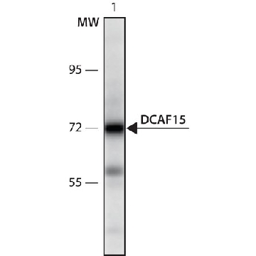 抗  DCAF15 (567-580) 兔抗，200UL，SAB1103260-200UL，Sigma