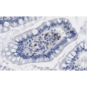 Anti-Interferon β Antibody, clone 4F5 ZooMAb® Rabbit Monoclonal，25UL，ZRB1517-25UL，Sigma