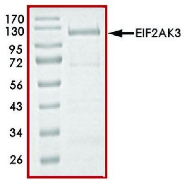EIF2AK3 (563-1115), active, GST tagged human，10UG，SRP5024-10UG，Sigma