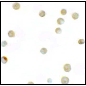 Anti-ZNF521 antibody produced in rabbit，100UG，SAB3500840-100UG，Sigma