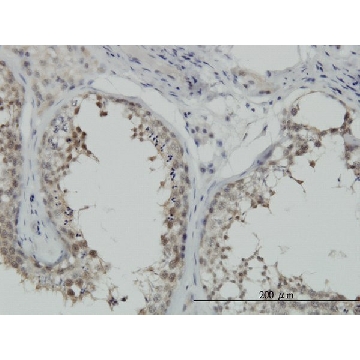 Monoclonal Anti-HSPA1B antibody produced in mouse，100UG，WH0003304M2-100UG，Sigma
