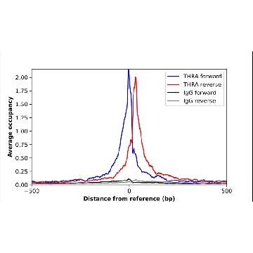 Anti-THRA antibody produced in rabbit，100UL，HPA009654-100UL，Sigma