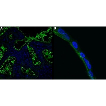 Anti-Aquaporin 5 Antibody, clone 3H17 ZooMAb® Rabbit Monoclonal，4X25UL，ZRB1539-4X25UL，Sigma