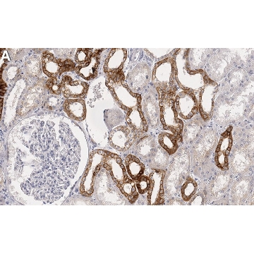Anti-Raf-1 Antibody, clone 1I3 ZooMAb® Rabbit Monoclonal，25UL，ZRB1606-25UL，Sigma