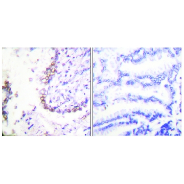 Anti-OCT3 antibody produced in rabbit，100UG，SAB4502259-100UG，Sigma