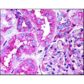 Anti-HSP90AA1 antibody produced in rabbit，50UG，SAB2900334-50UG，Sigma