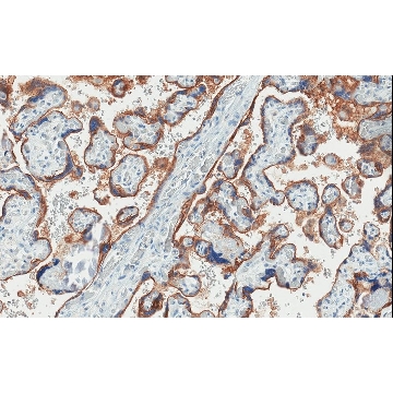 Anti-EGFR Antibody, clone 11E19, ZooMAb® Rabbit Monoclonal，25UL，ZRB04338-25UL，Sigma