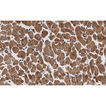 Anti-Phospholamban Antibody, clone 4J16 , ZooMAb® Rabbit Monoclonal，25UL，ZRB1212-25UL，Sigma