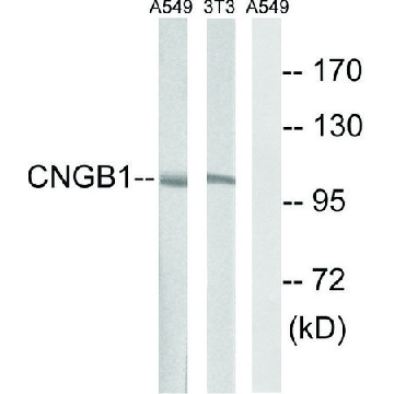 Anti-CNGB1 antibody produced in rabbit，100UG，SAB4500337-100UG，Sigma