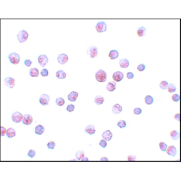 Anti-FOXO1 antibody produced in rabbit，100UG，SAB3500507-100UG，Sigma