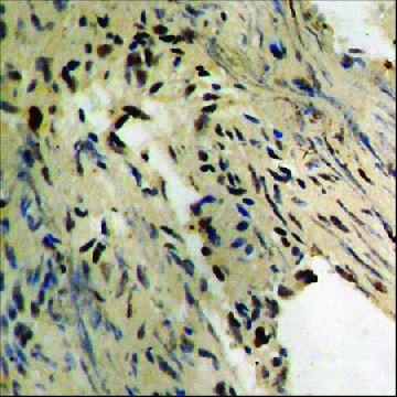 Anti-phospho-Tau (pThr²³¹) antibody produced in rabbit，100UG，SAB4504563-100UG，Sigma