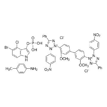 NBT-BCIP® 溶液，10ML，72091-10ML，Sigma