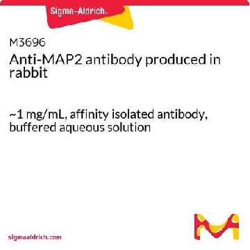 抗  MAP2 兔抗，100UG，M3696-100UG，Sigma