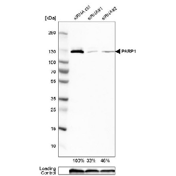 Anti-PARP1 antibody produced in rabbit，100UL，HPA045168-100UL，Sigma