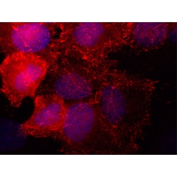 Anti-SORBS2 antibody,Mouse monoclonal，200UL，SAB4200183-200UL，Sigma