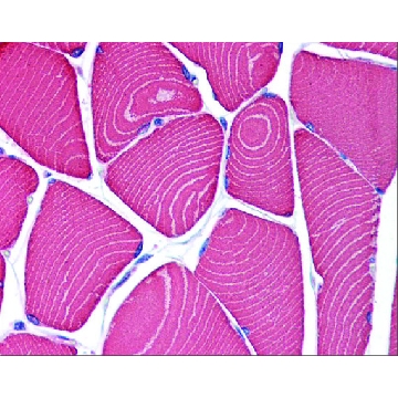 Anti-MYH7 antibody produced in rabbit，100UL，SAB2106550-100UL，Sigma