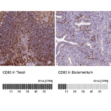 抗-CD83 兔抗，100UL，HPA041454-100UL，Sigma