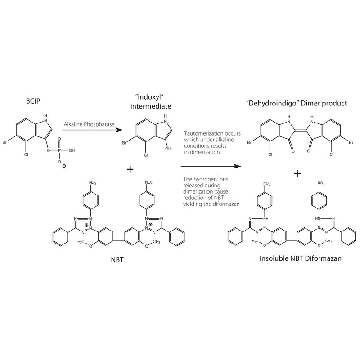 BCIP®/NBT-蓝色液体膜底物系统，100ML，B3804-100ML，Sigma