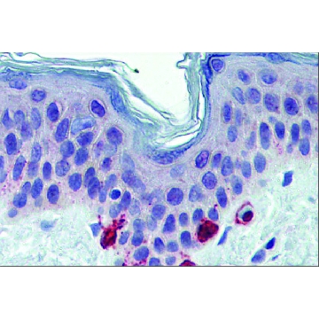 Anti-TYRP1 antibody produced in rabbit，100UL，SAB2102617-100UL，Sigma