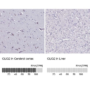 Anti-OLIG2 antibody produced in rabbit，100UL，HPA003254-100UL，Sigma